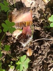 Suillellus amygdalinus