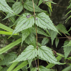Eupatorium amabile