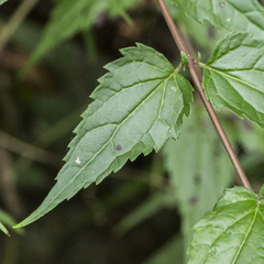 Eupatorium amabile