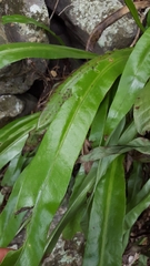 Microsorum punctatum