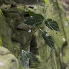 Codonacanthus pauciflorus
