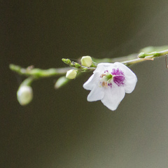 Codonacanthus pauciflorus