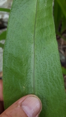 Microsorum punctatum