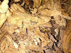 Meghimatium pictum