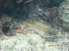 Neoniphon vexillarium
