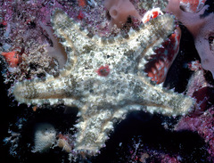 Asteropsis carinifera