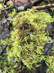 Hypnum plumaeforme