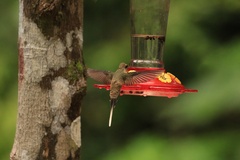 Phaethornis malaris