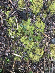 Hypnum plumaeforme