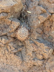 Mammillaria blossfeldiana