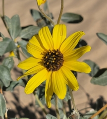 Helianthus niveus tephrodes