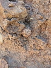 Mammillaria blossfeldiana