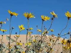 Helianthus niveus tephrodes