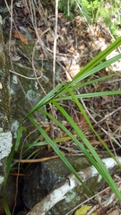 Flagellaria indica