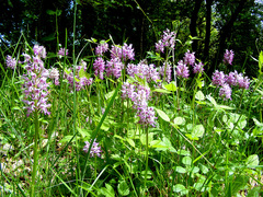 Orchis simia