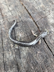 Aneides klamathensis