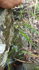 Flagellaria indica