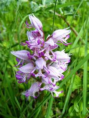 Orchis simia