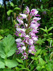Orchis simia