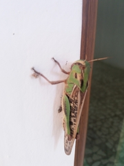 Locusta migratoria