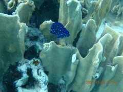 Microspathodon chrysurus