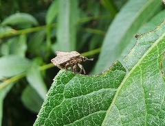 Cyrtocoris