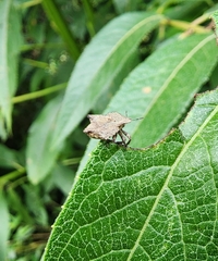 Cyrtocoris