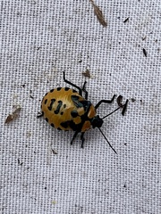 Brontocoris tabidus