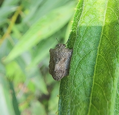 Cyrtocoris