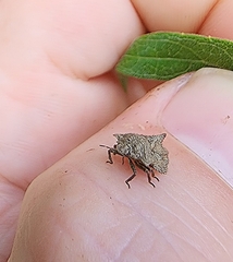 Cyrtocoris