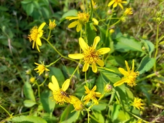Bidens reptans