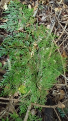 Asplenium viviparum