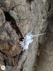 Cryptolaemus
