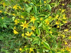 Bidens reptans