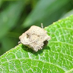 Cyrtocoris
