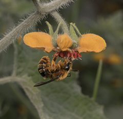 Cadeguala occidentalis