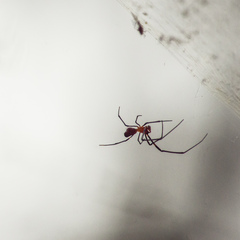 Argyrodes flavescens