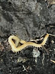 Haplophilus subterraneus