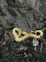 Haplophilus subterraneus