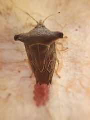 Edessa leucogramma
