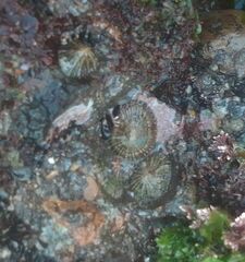 Siphonaria pectinata