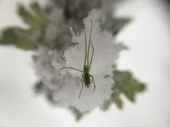 Tetragnatha viridis