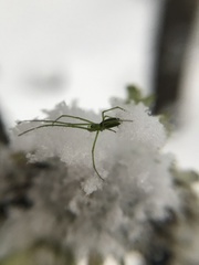 Tetragnatha viridis