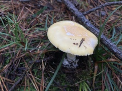 Gemmatae