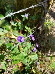 Browallia americana