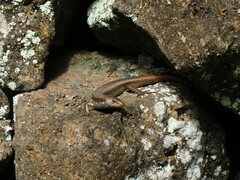 Chioninia nicolauensis