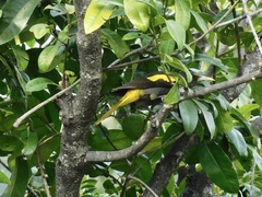 Cassiculus melanicterus