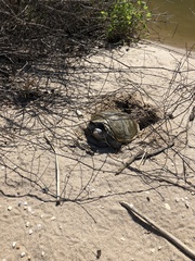 Malaclemys terrapin terrapin