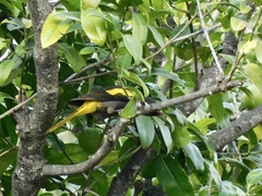 Cassiculus melanicterus