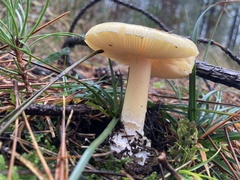 Gemmatae
